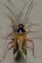 Ceratocapsus nigrocephalus - photo 3