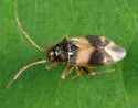 Ceratocapsus pilosulus - photo 2
