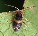 Ceratocapsus pilosulus - photo 3