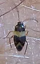 Ceratocapsus pilosulus - photo 4
