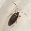 Ceratocapsus pumilus