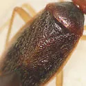 Ceratocapsus pumilus - photo 2