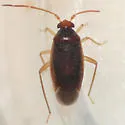 Ceratocapsus pumilus - photo 3