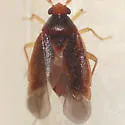Ceratocapsus pumilus - photo 4
