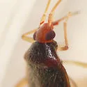 Ceratocapsus pumilus - photo 5