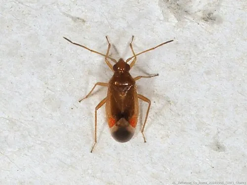 Ceratocapsus punctulatus - Ceratocapsus punctulatus