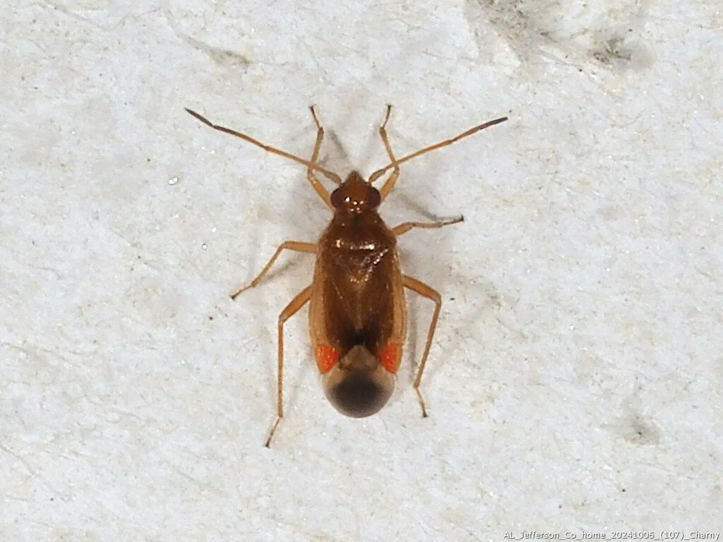 Ceratocapsus punctulatus - photo 2
