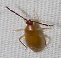 Ceratocapsus rubricornis