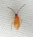 Ceratocapsus rubricornis - photo 3
