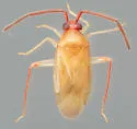 Ceratocapsus rubricornis - photo 4