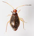 Ceratocapsus setosus - photo 2