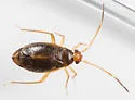 Ceratocapsus setosus - photo 3