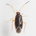 Ceratocapsus setosus - photo 4