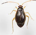 Ceratocapsus setosus - photo 5