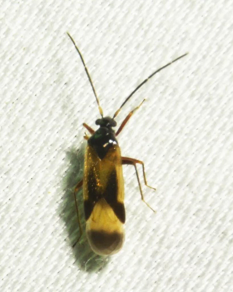 Ceratocapsus tricolor - photo 2