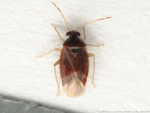 Ceratocapsus uniformis - Ceratocapsus uniformis