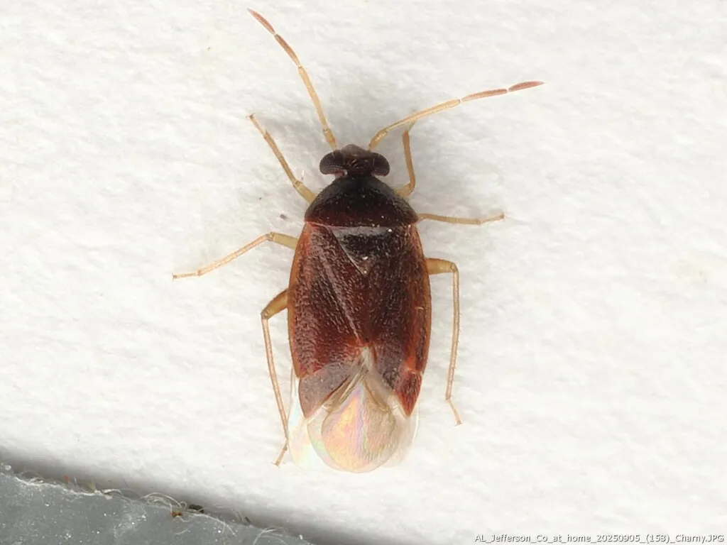 Ceratocapsus uniformis - photo 2