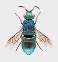 Ceratochrysis declinis