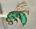 Ceratochrysis enhuycki