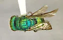 Ceratochrysis enhuycki - photo 2