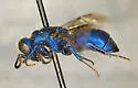 Ceratochrysis perpulchra