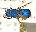 Ceratochrysis perpulchra - photo 2