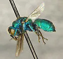 Ceratochrysis trachypleura