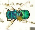 Ceratochrysis trachypleura - photo 2