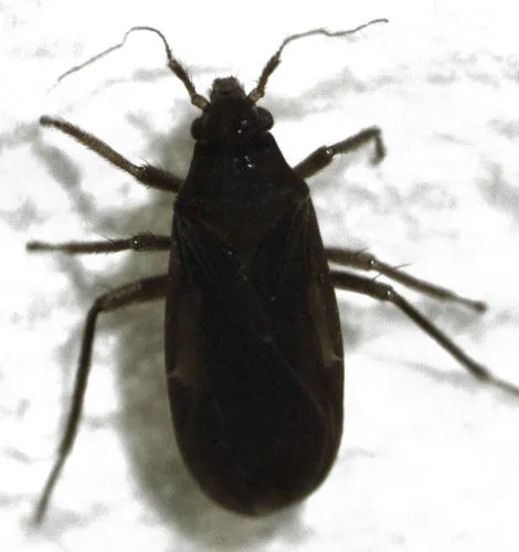 Ceratocombus aotearoae