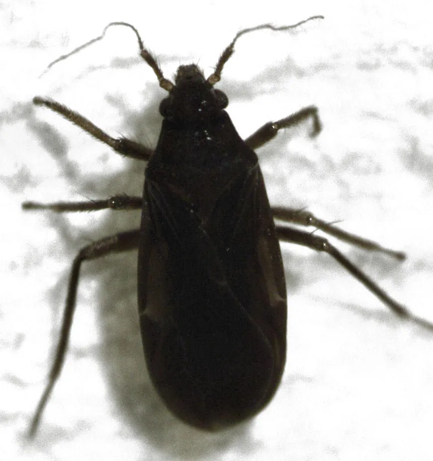 Ceratocombus aotearoae - photo 2