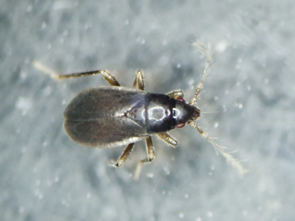 Ceratocombus coleoptratus - photo 3