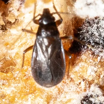 Ceratocombus corticalis