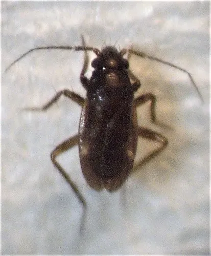 Ceratocombus novaezelandiae