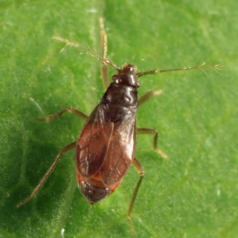 Ceratocombus vagans - photo 3