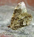 Ceratodalia gueneata - Hodges#7221