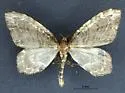 Ceratodalia gueneata - Hodges#7221 - photo 3