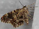 Ceratodalia gueneata - Hodges#7221 - photo 4