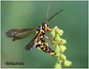 Ceratogastra ornata
