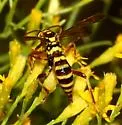 Ceratogastra ornata - photo 2