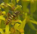 Ceratogastra ornata - photo 4