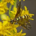 Ceratogastra ornata - photo 5