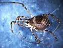 Ceratolasma tricantha