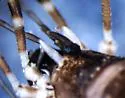 Ceratolasma tricantha - photo 2