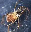 Ceratolasma tricantha - photo 3