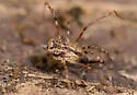 Ceratolasma tricantha - photo 4