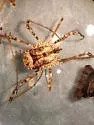 Ceratolasma tricantha - photo 5