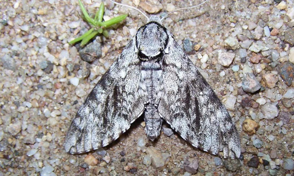 Sonoran Sphinx - Hodges#7788 - photo 2