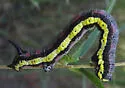 Ceratonyx arizonensis - Hodges#6778 - photo 4