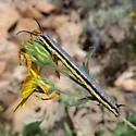 Ceratonyx arizonensis - Hodges#6778 - photo 5