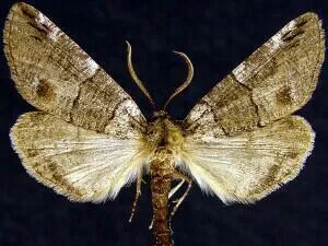 Ceratonyx permagnaria - Hodges#6779 - photo 2